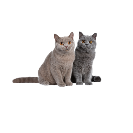 Kedi